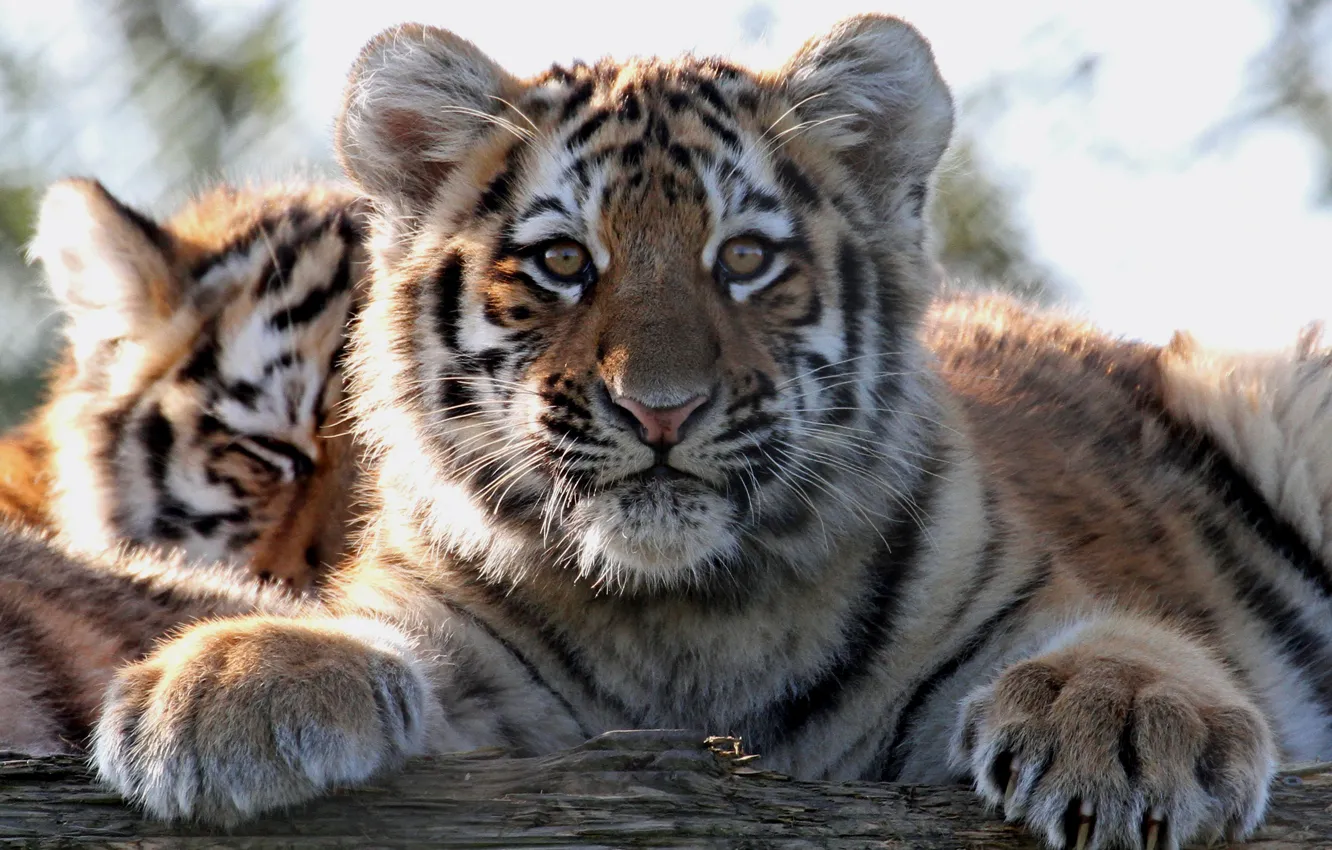 Photo wallpaper look, tiger, portrait, paws, cub, kitty, face, wild cat