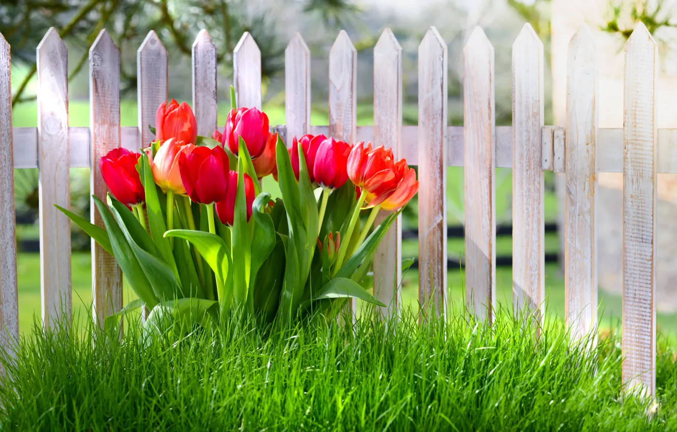 Photo wallpaper Flowers, Red, Grass, The fence, Tulips