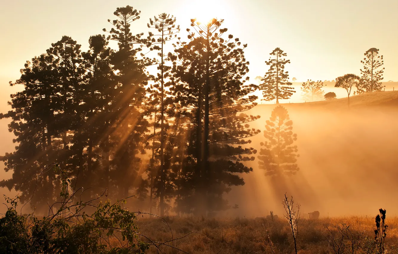 Photo wallpaper light, nature, morning