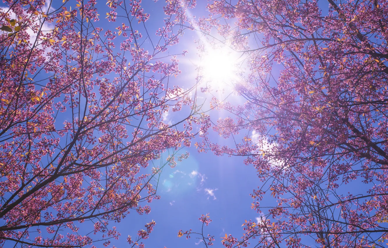 Photo wallpaper the sky, the sun, branches, spring, Sakura, sunshine, flowering, pink
