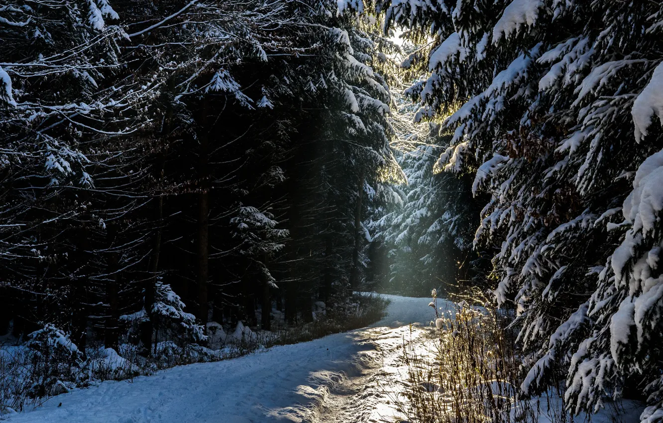 Photo wallpaper winter, forest, snow