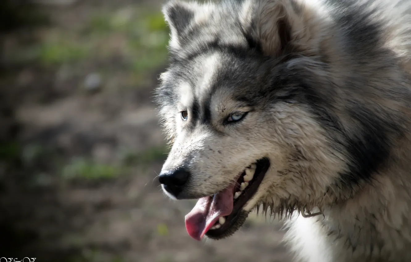 Photo wallpaper beast, husky, metiz