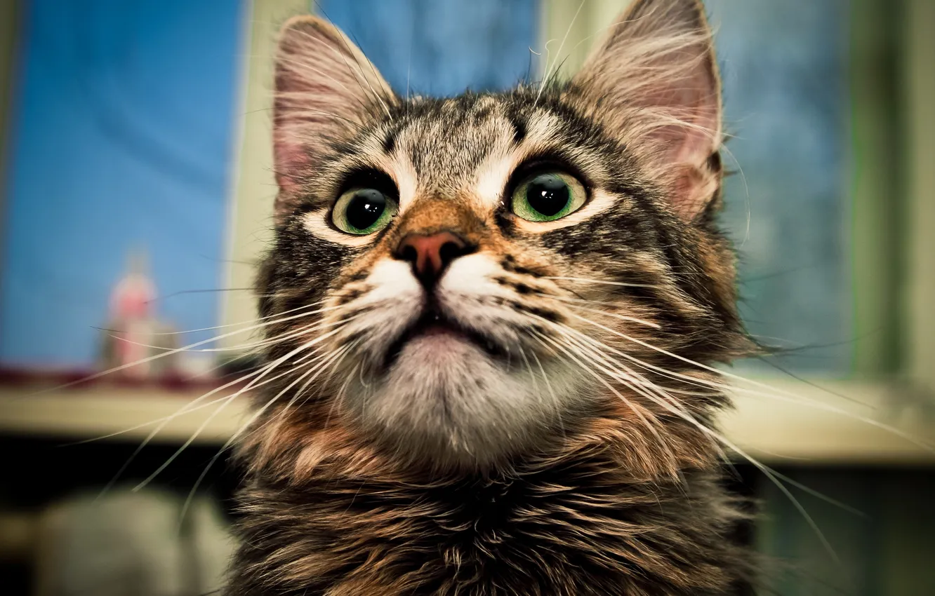 Photo wallpaper cat, eyes, cat, look