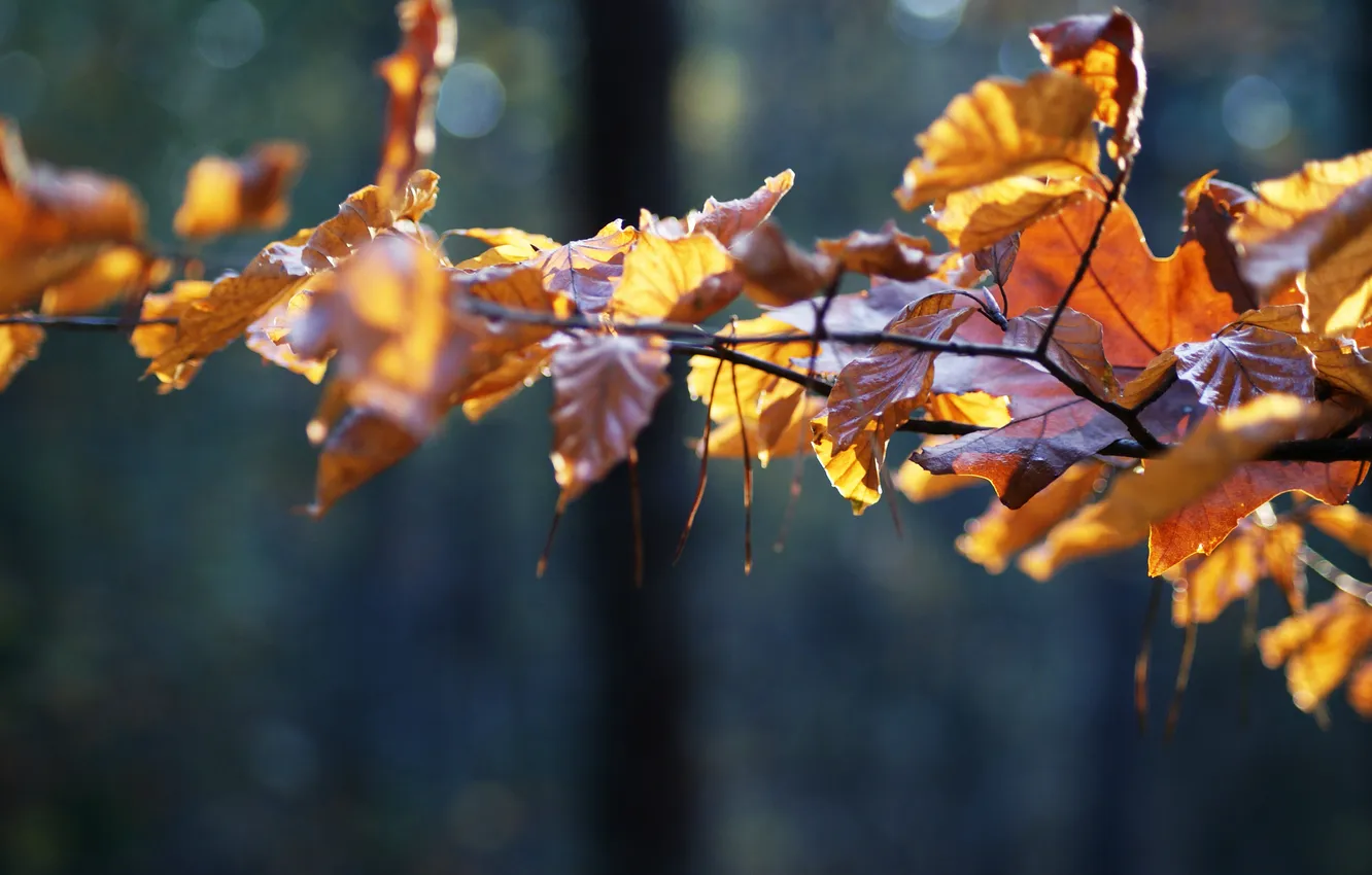 Photo wallpaper autumn, leaves, trees, branches, nature, beauty, autumn pictures