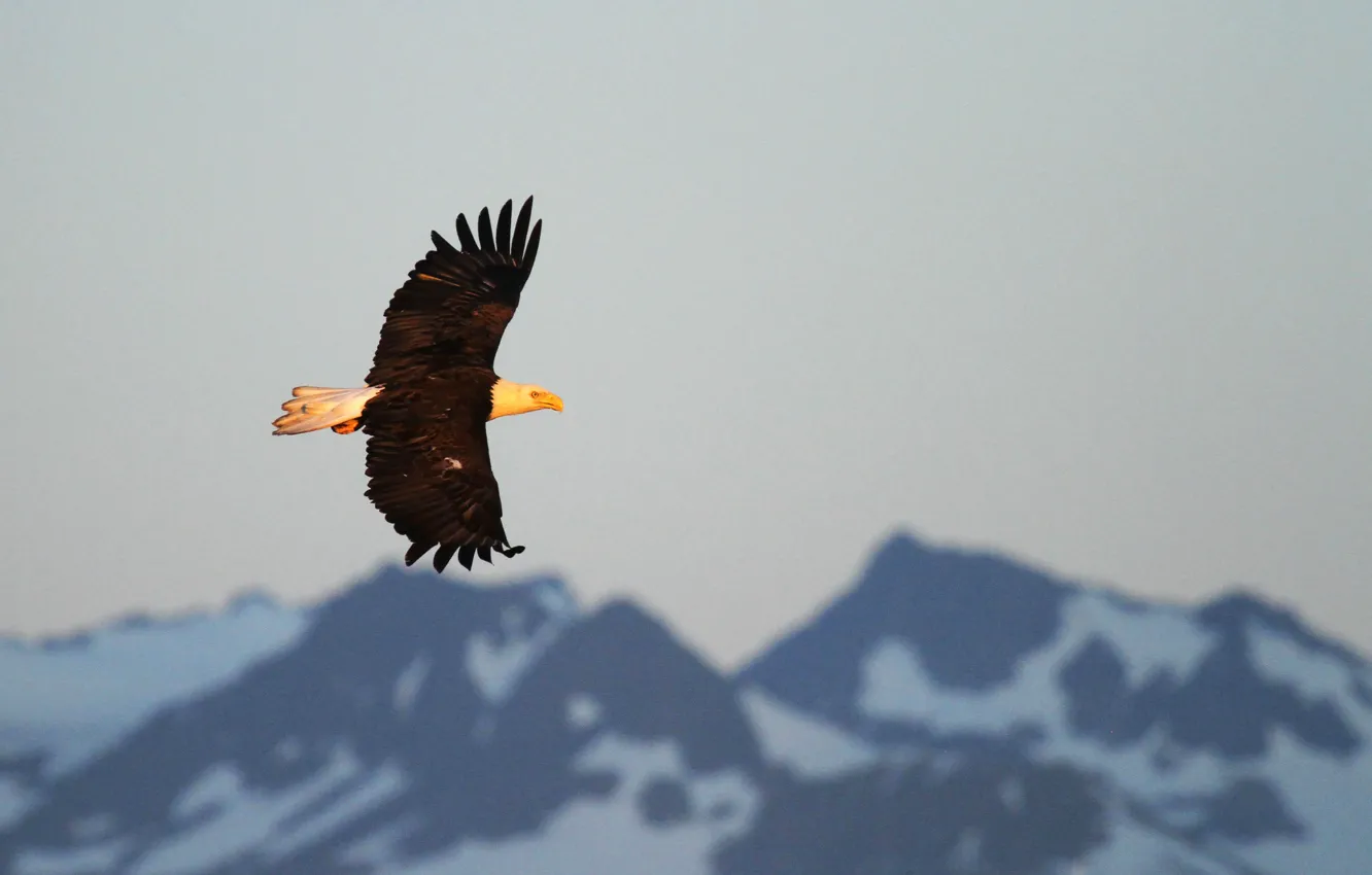 Photo wallpaper flight, mountains, sunlight, bald eagle