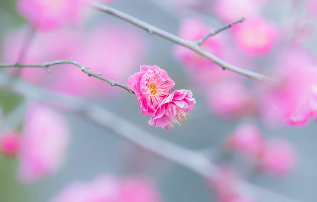 Photo wallpaper macro, flowers, branches, sprig, tenderness, spring, pink, flowering