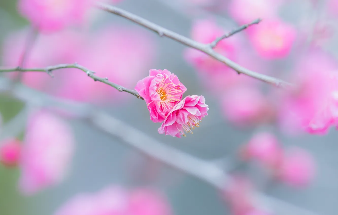 Photo wallpaper macro, flowers, sprig, pink, tenderness, branch, spring, flowering