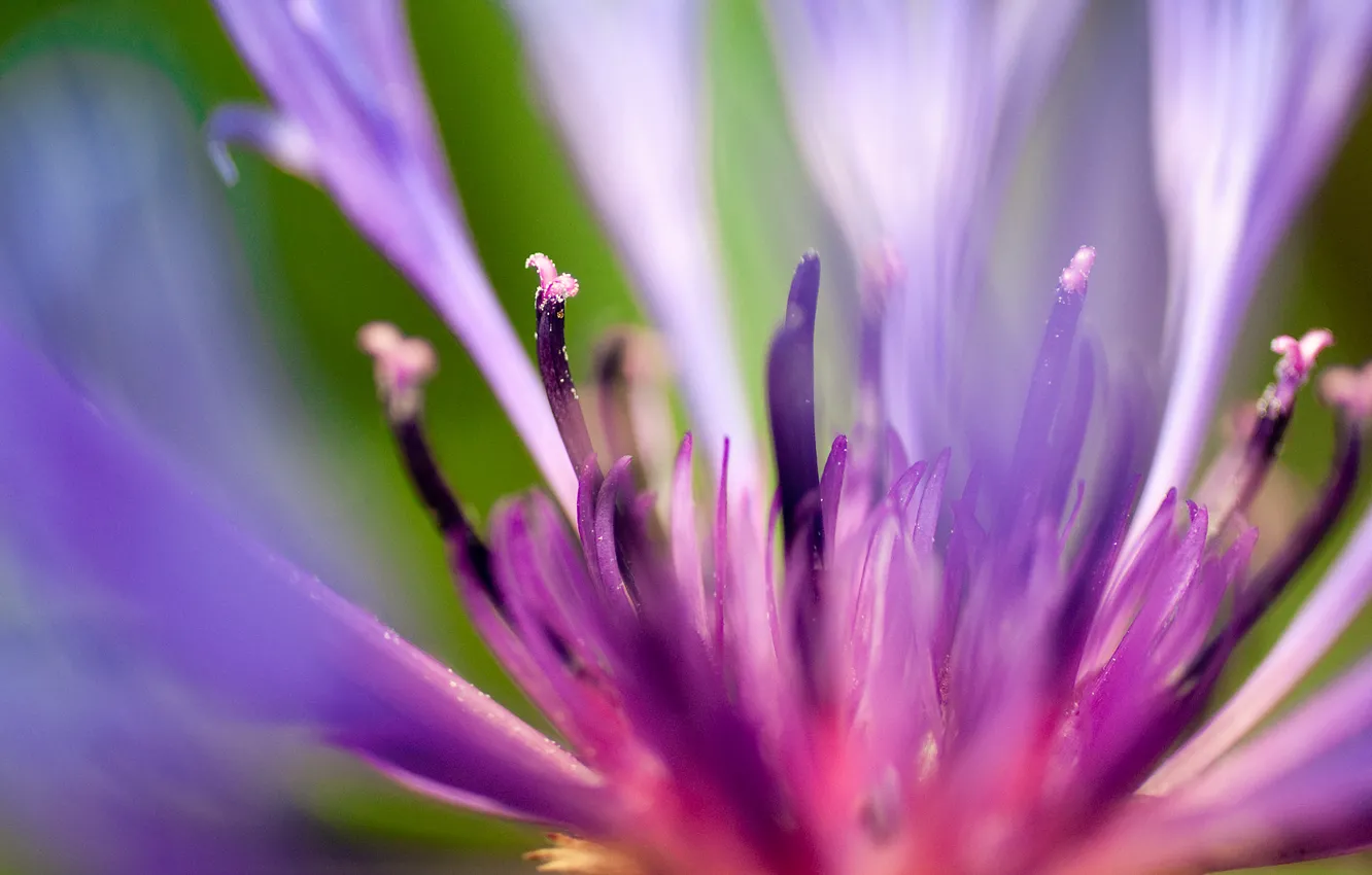 Photo wallpaper flowers, lipestki, flash of summer