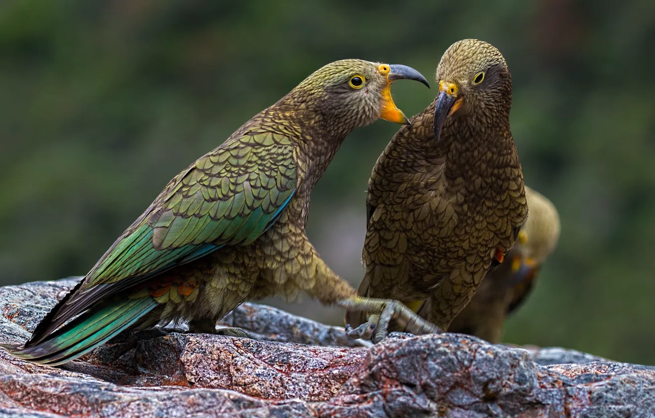 Photo wallpaper bird, beak, parrot, Kea