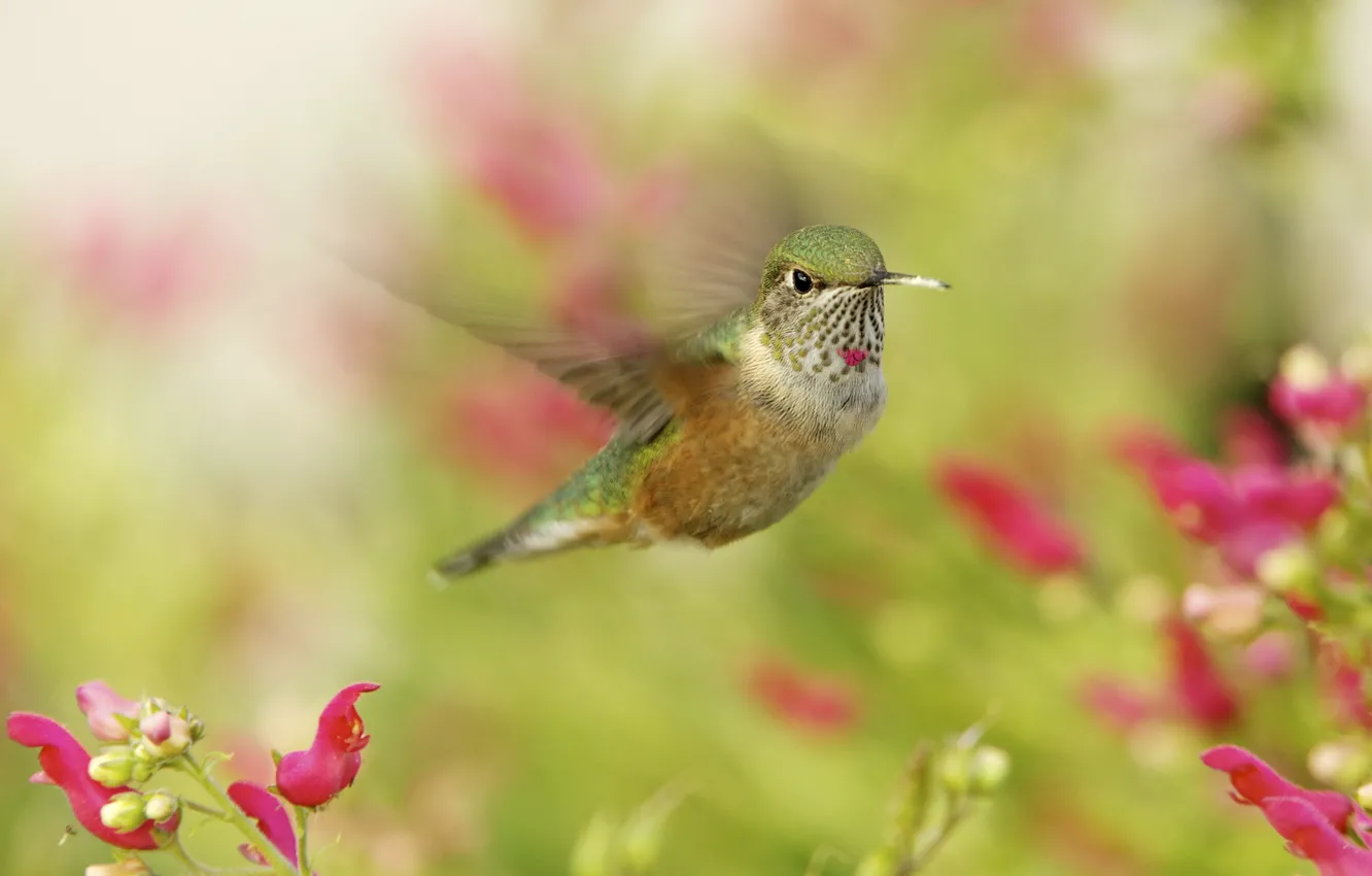 Photo wallpaper macro, Hummingbird, bird, Hummingbird, in flight