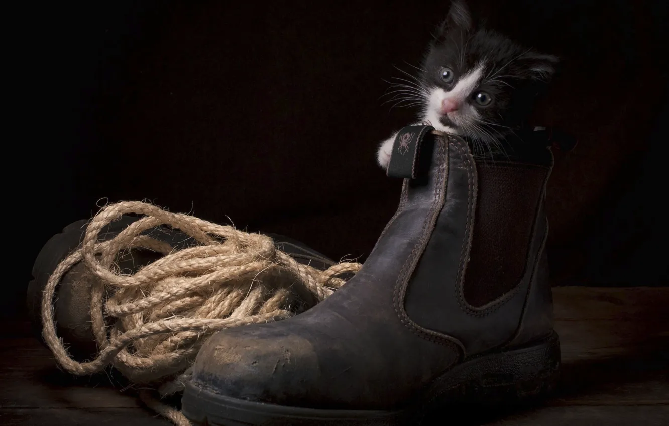 Photo wallpaper rope, shoes, kitty