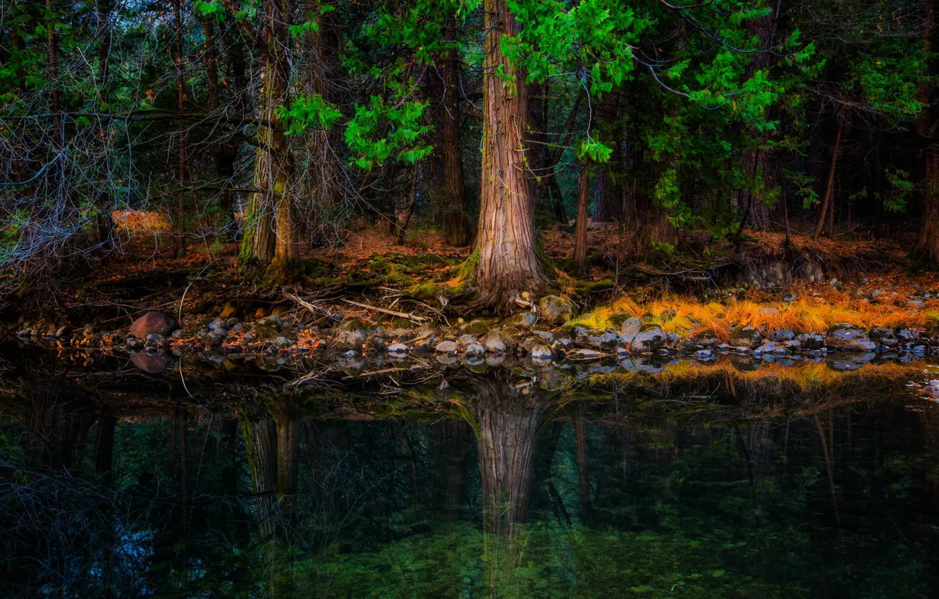 Photo wallpaper forest, trees, river, stones, shore, tree, moss, pine