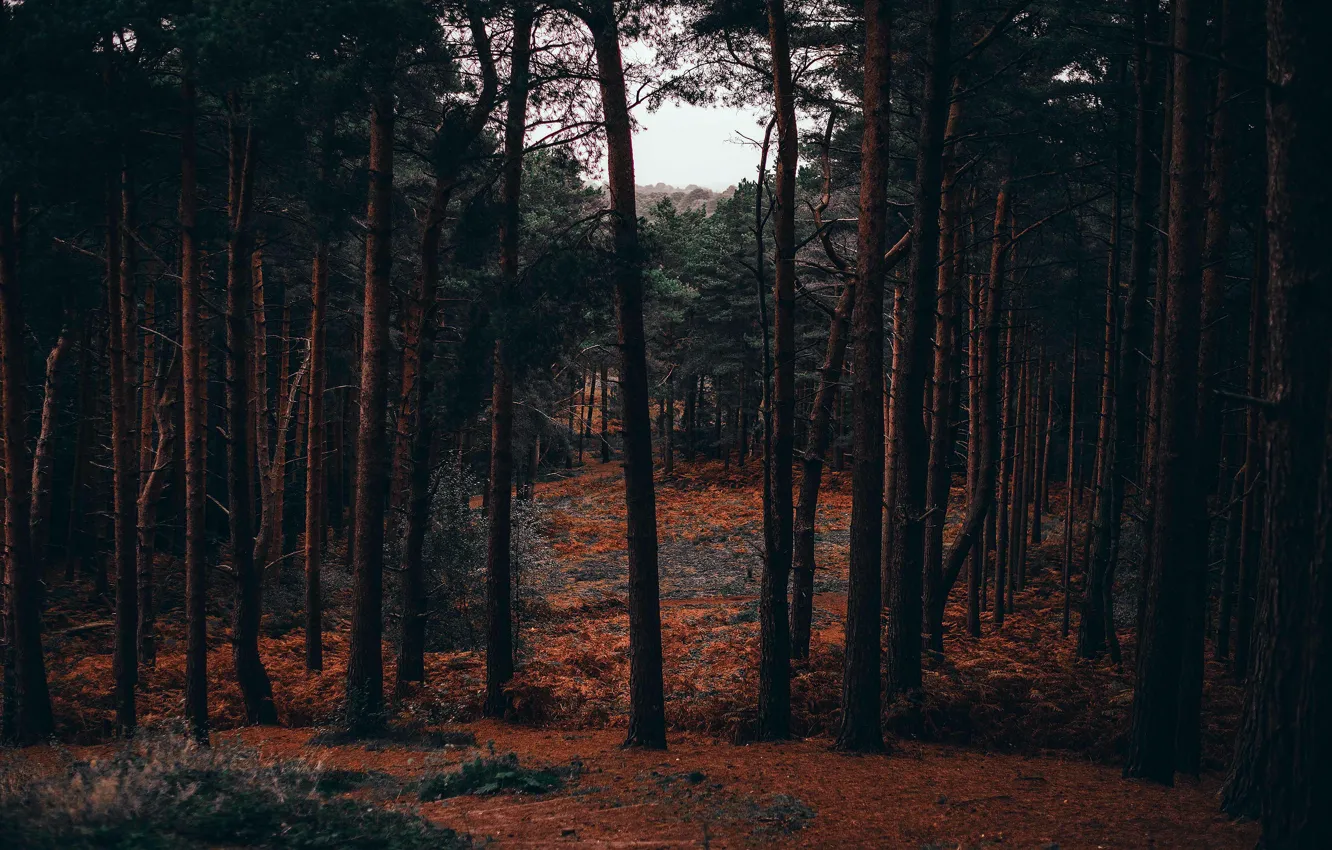 Photo wallpaper autumn, forest, trees, the dark background, trunk, pine, Bor, pine forest