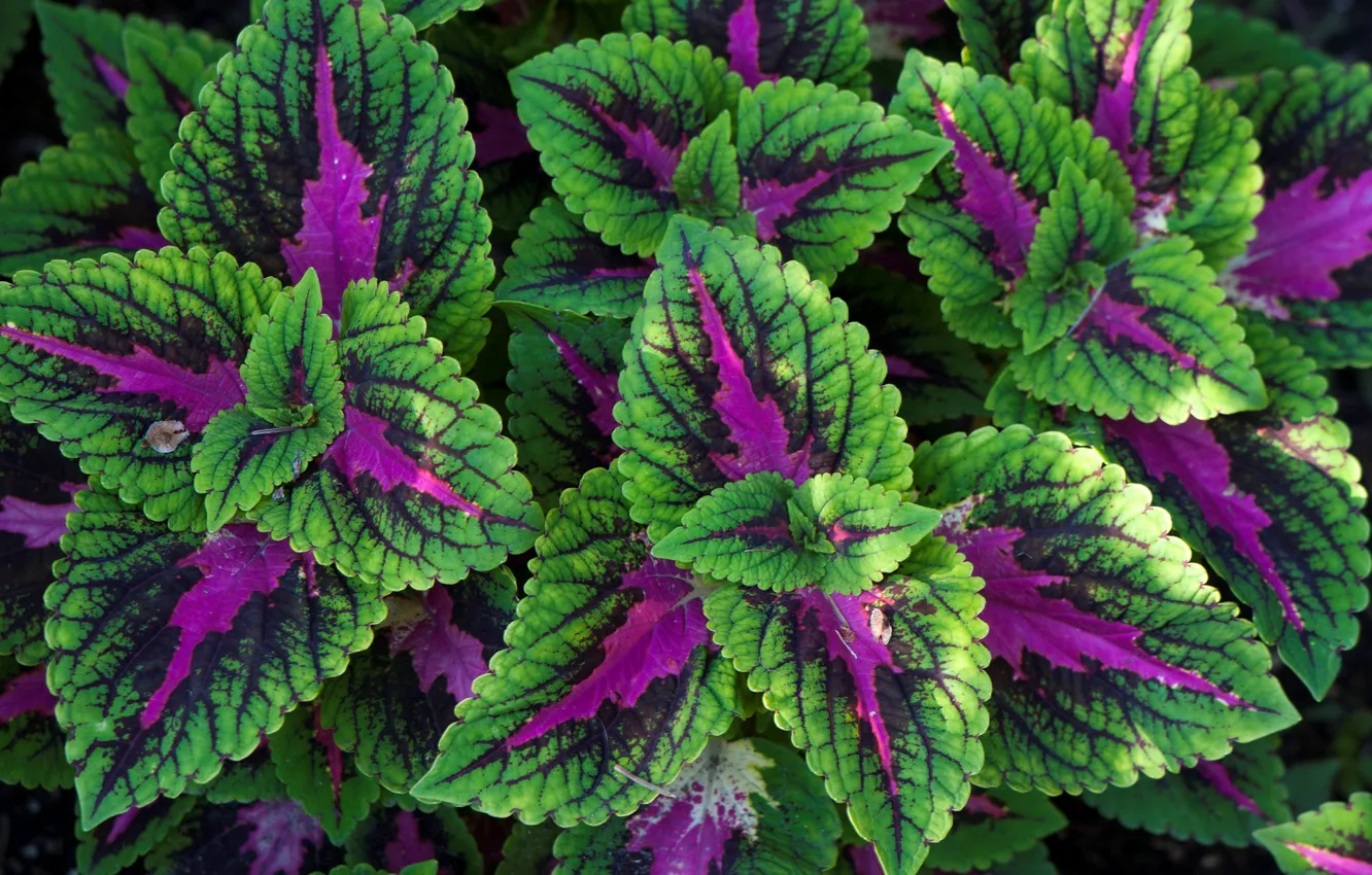 Photo wallpaper leaves, macro, colorful