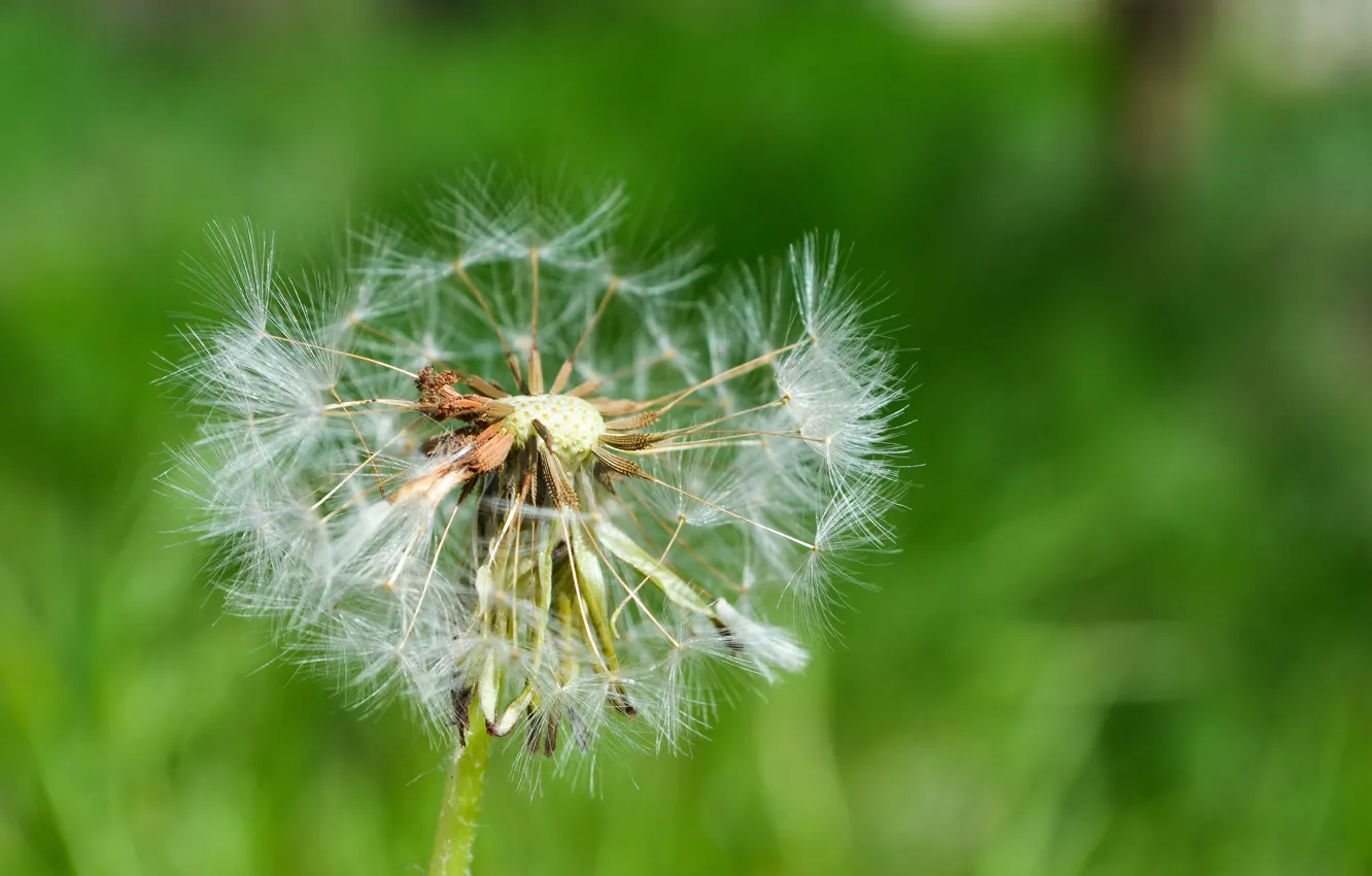 Photo wallpaper macro, flowers, nature, green, dandelion, plant, fuzzes