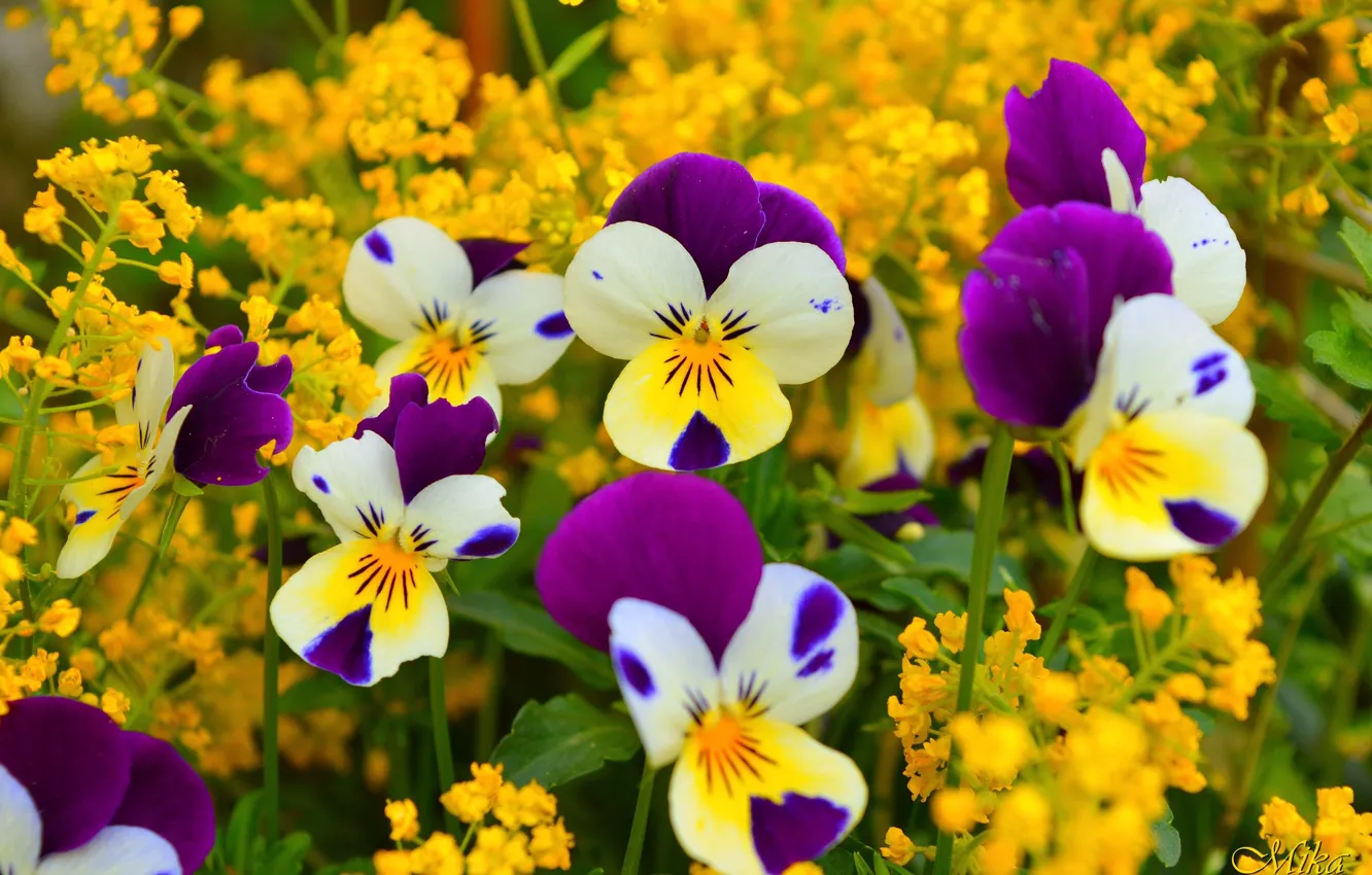 Photo wallpaper Pansy, flowers, Pansies