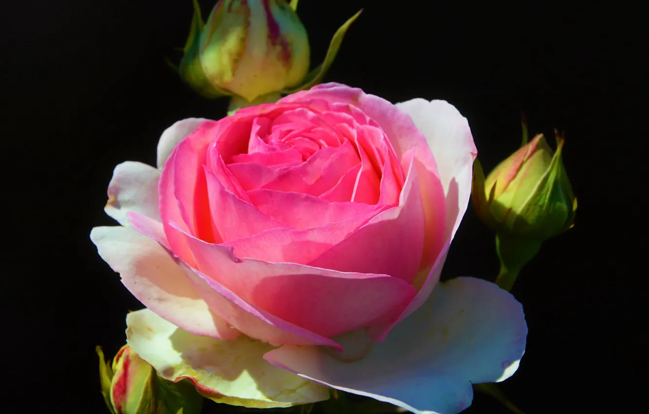 Photo wallpaper flowers, roses, Pierre de Ronsard