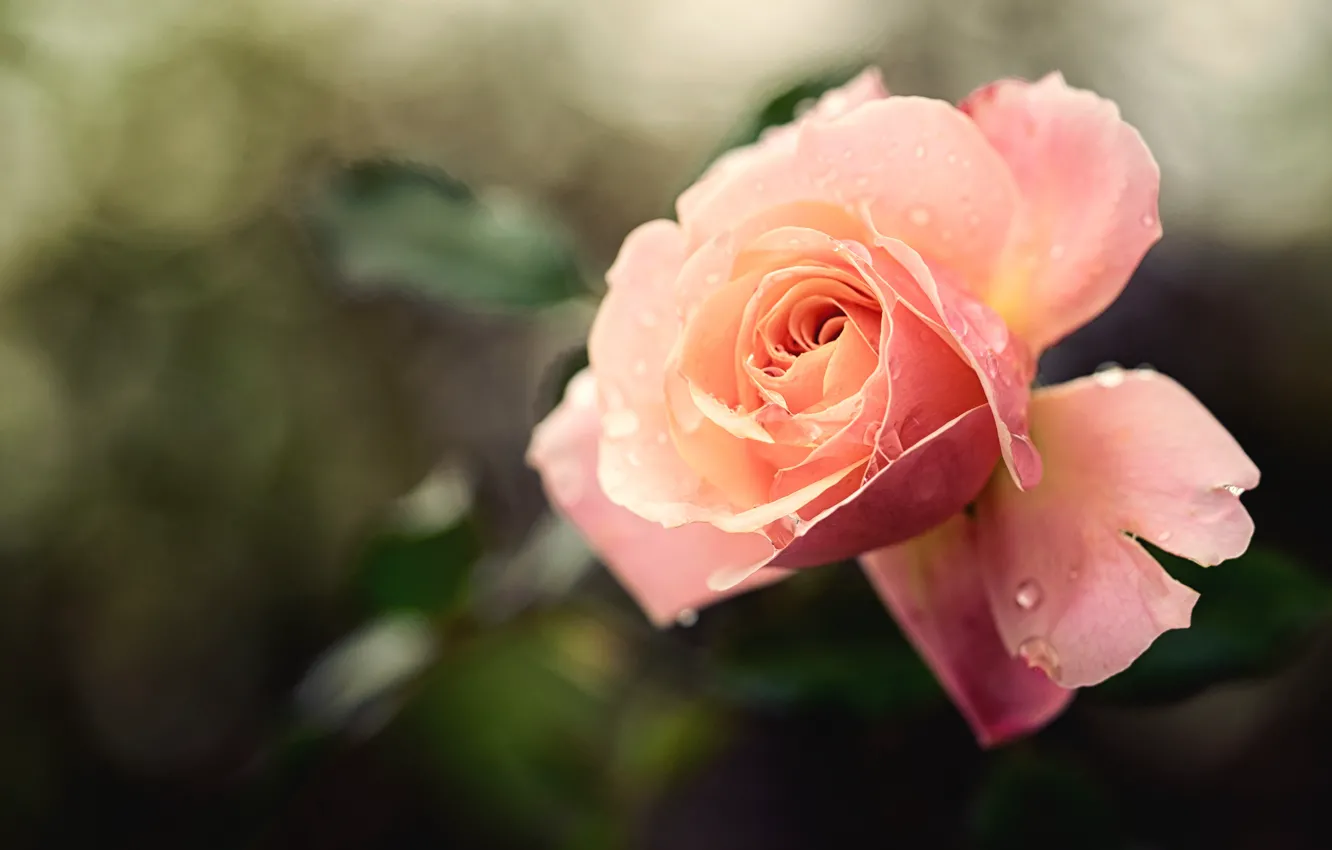 Photo wallpaper drops, flowers, Rosa, background, roses, buds, blurry, bokeh