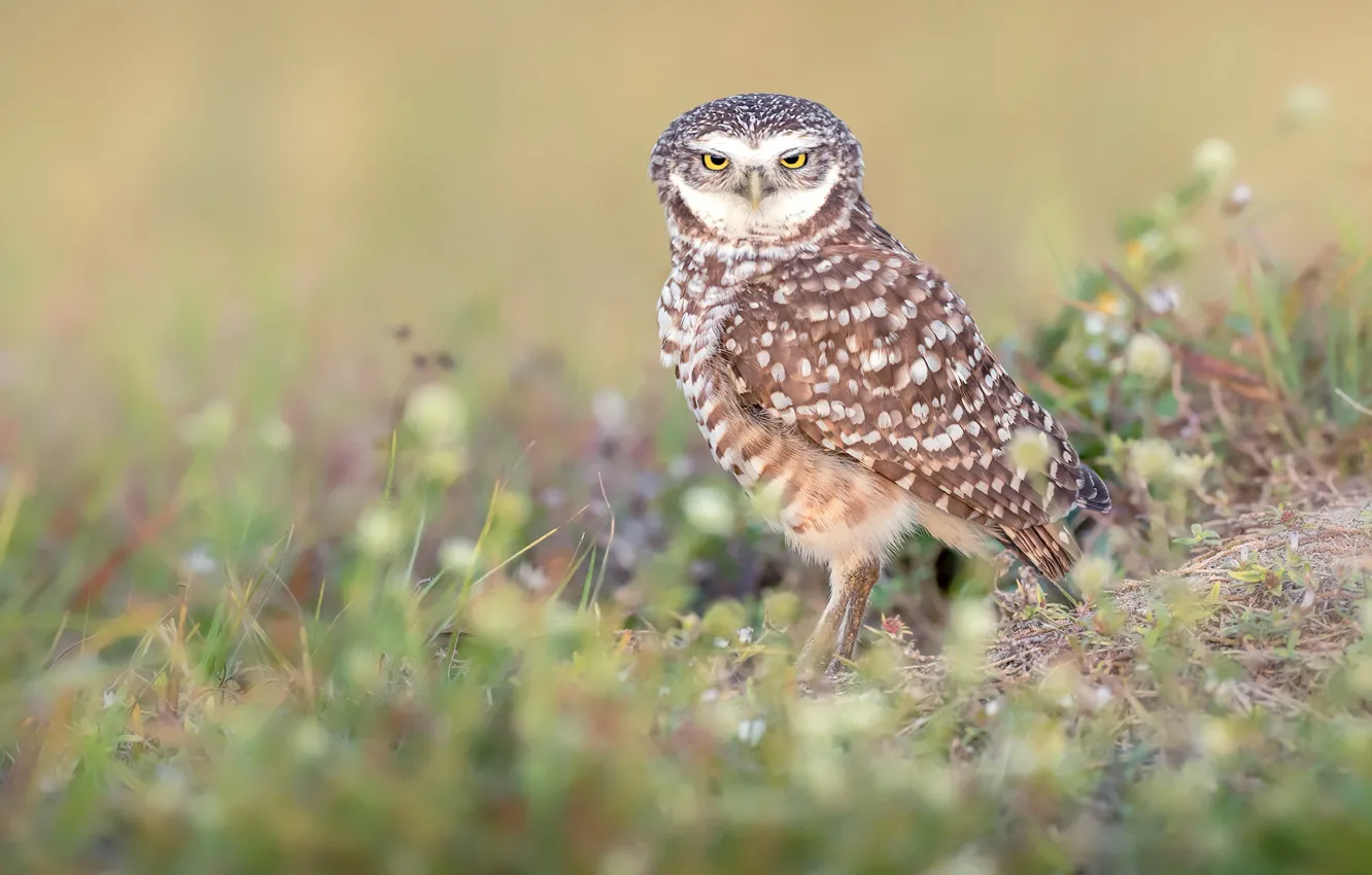 Photo wallpaper grass, look, owl, bird, glade, the expression, bokeh, owl
