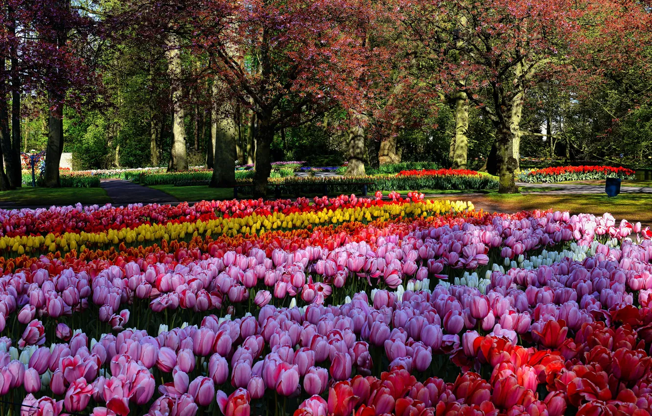 Photo wallpaper trees, flowers, Park, bright, beauty, spring, yellow, garden
