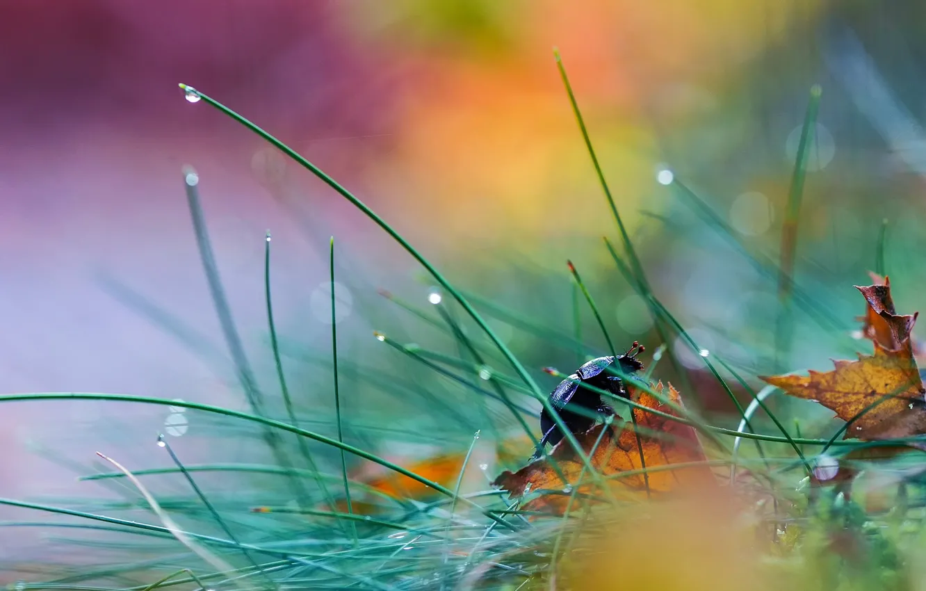 Photo wallpaper grass, leaves, Rosa, beetle, bokeh