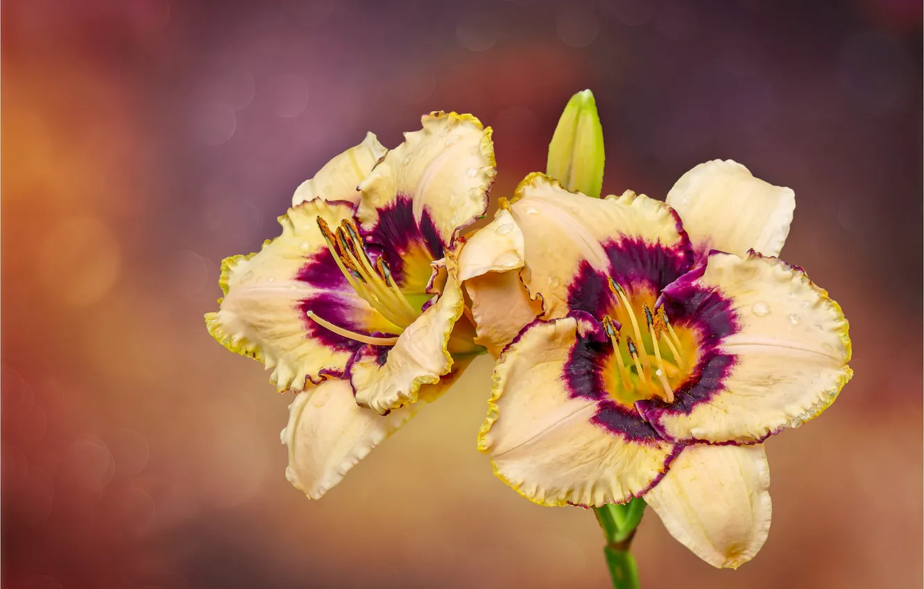 Photo wallpaper flowers, Lily, Duo, the daylilies
