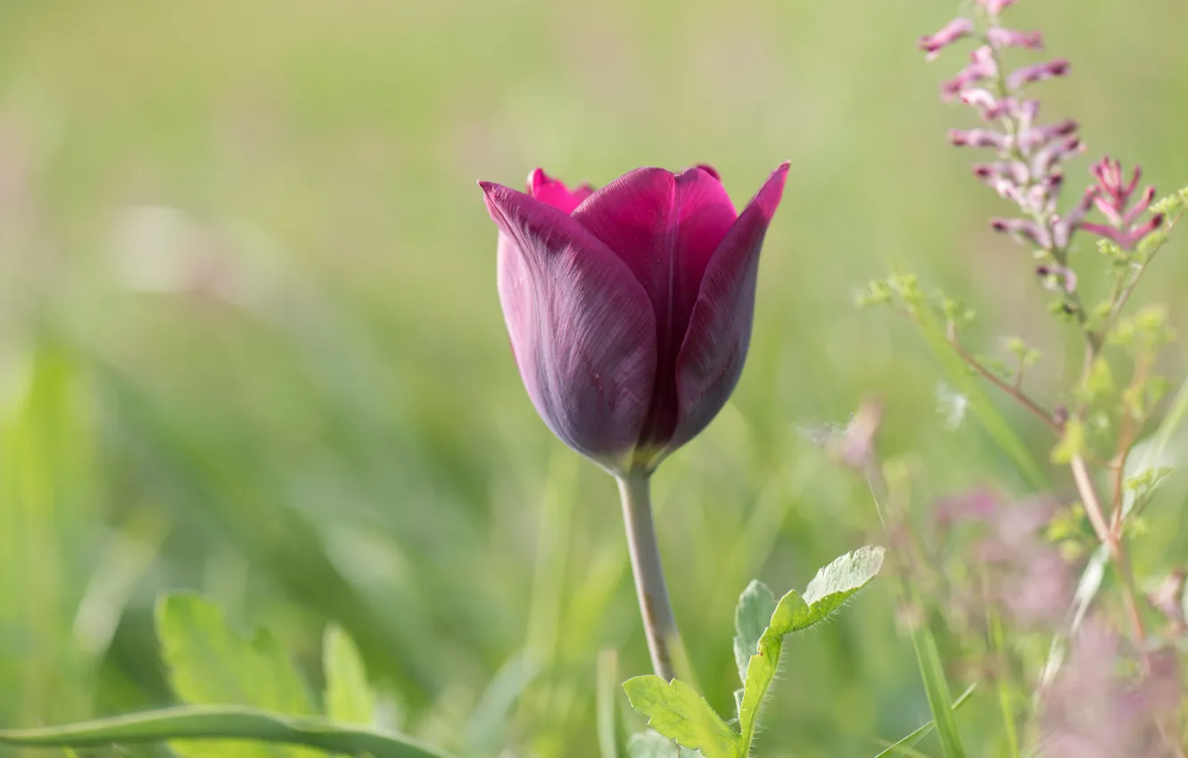Photo wallpaper flower, green, background, lilac, glade, one, Tulip, spring