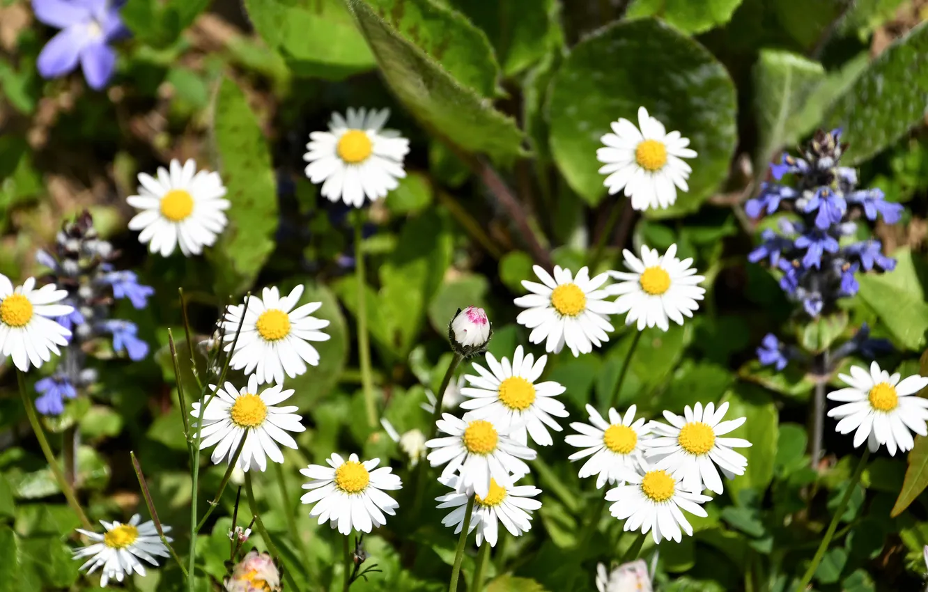 Photo wallpaper greens, leaves, light, flowers, chamomile, spring, garden, white