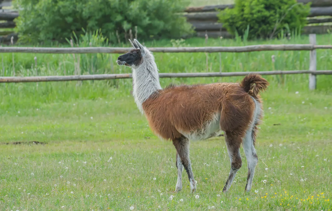Photo wallpaper nature, animal, the fence, Lama