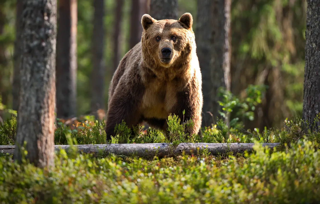 Photo wallpaper forest, trees, nature, animal, trunks, predator, bear, brown