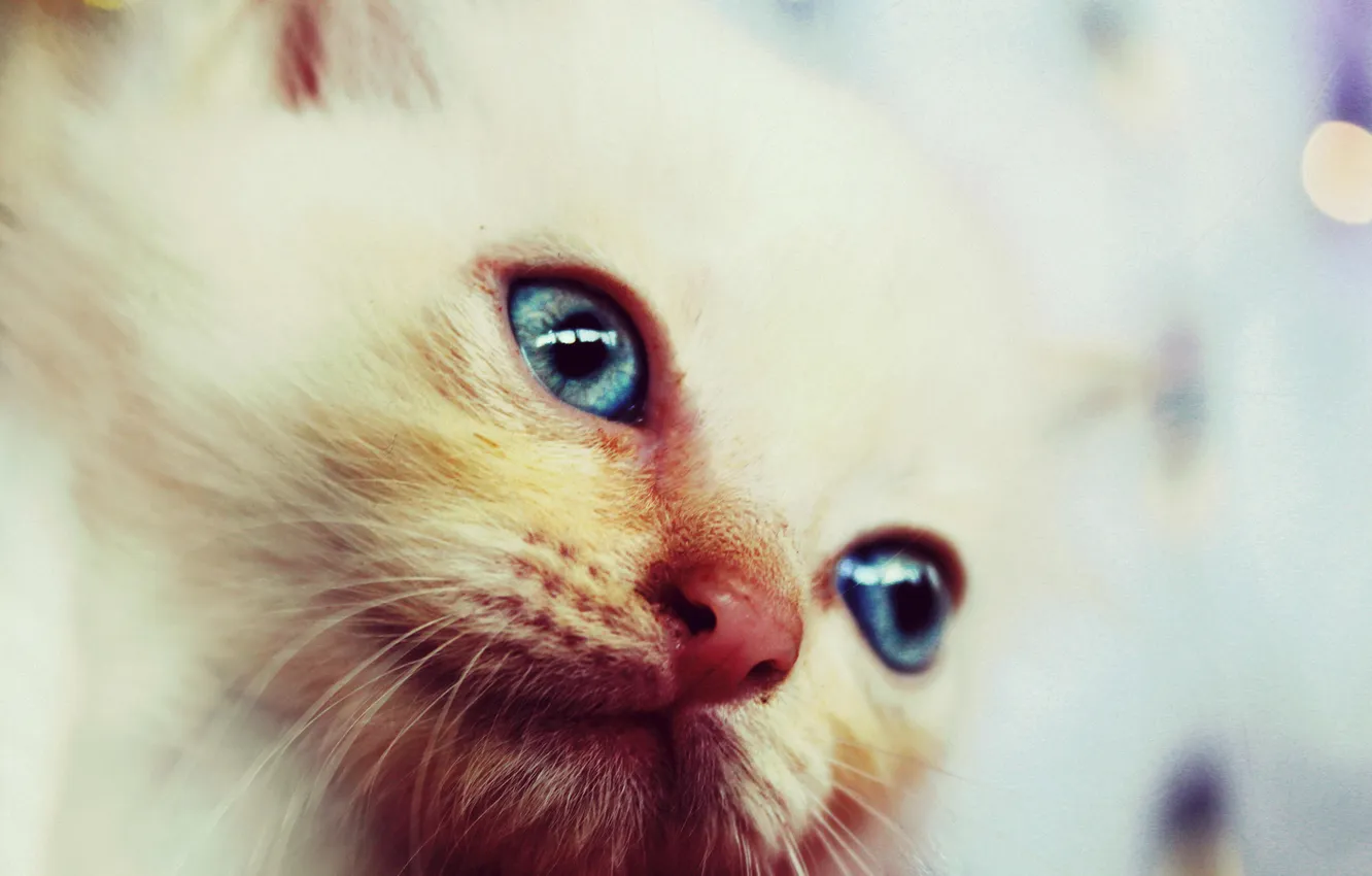 Photo wallpaper eyes, look, background, kitty