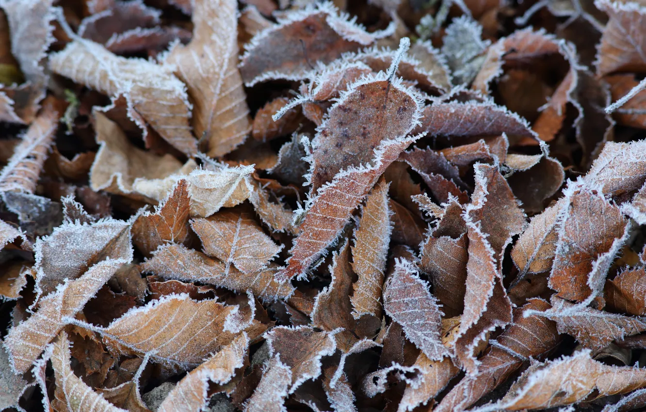 Photo wallpaper leaves, macro, nature, freezing