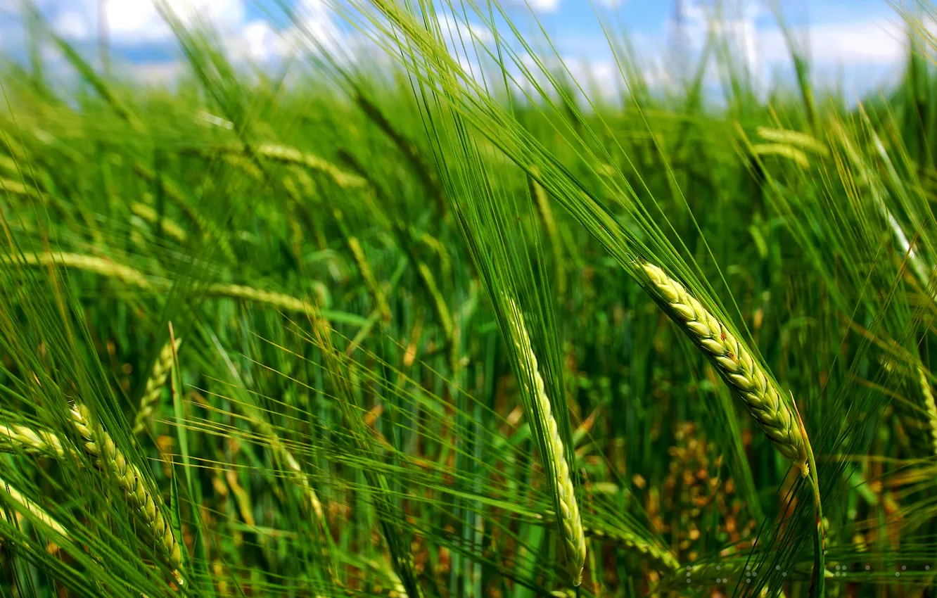 Photo wallpaper field, grass, macro, spikelets, ears