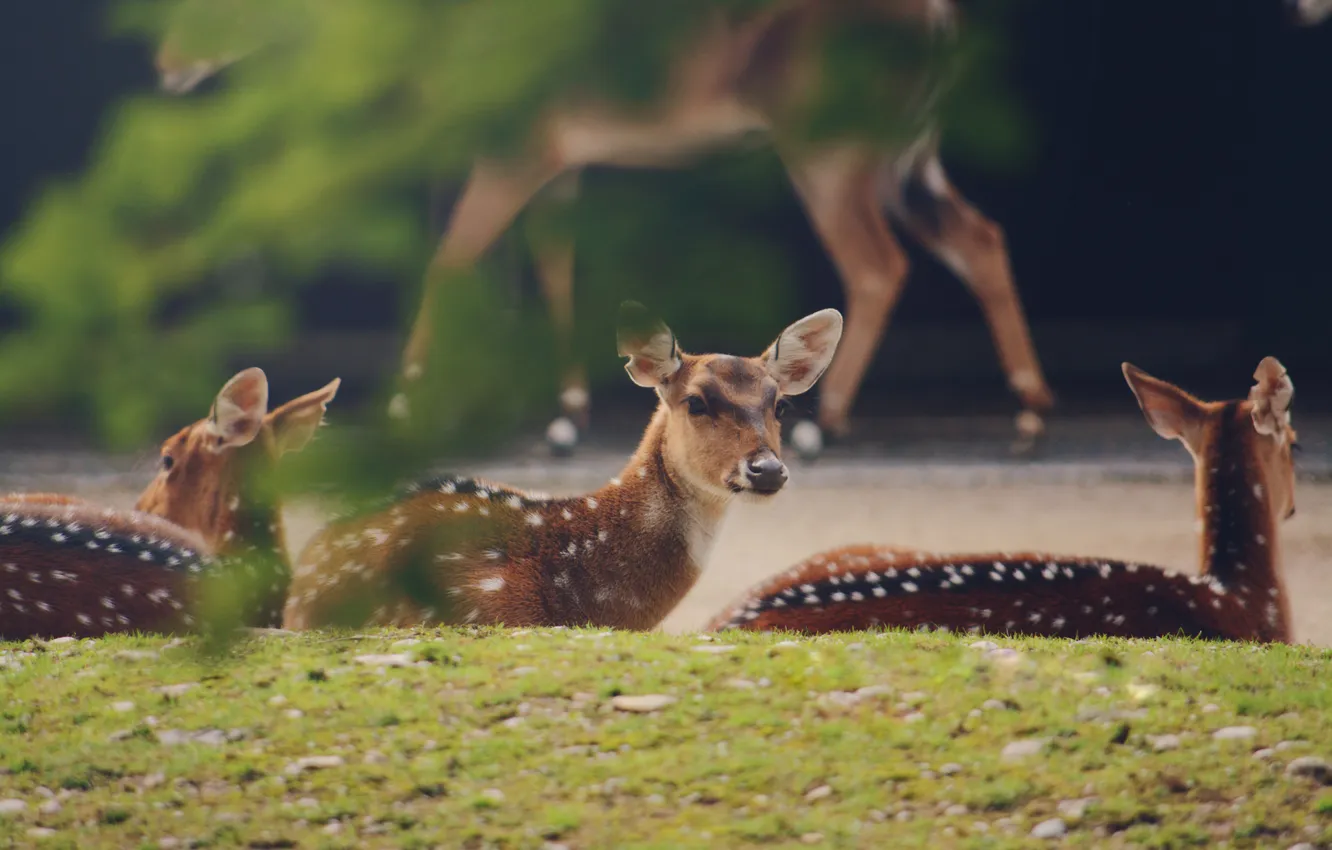 Photo wallpaper animals, wool, deer