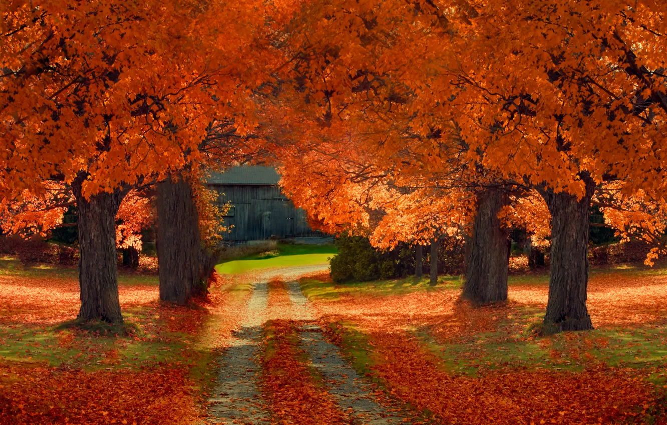 Photo wallpaper autumn, leaves, trees, the way, the barn, solar shade