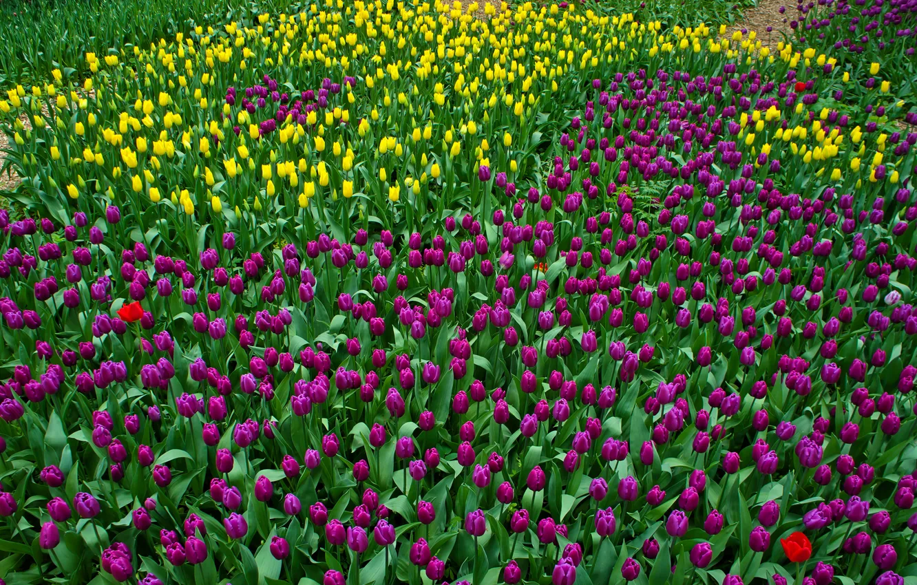 Photo wallpaper purple, yellow, tulips, colorful, a lot