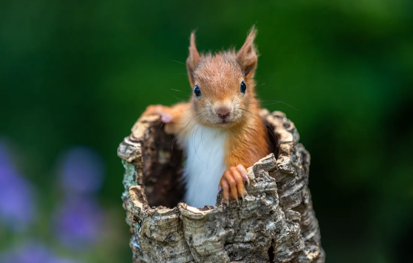 Photo wallpaper nature, pose, stump, baby, protein, rodent, the hollow, St.