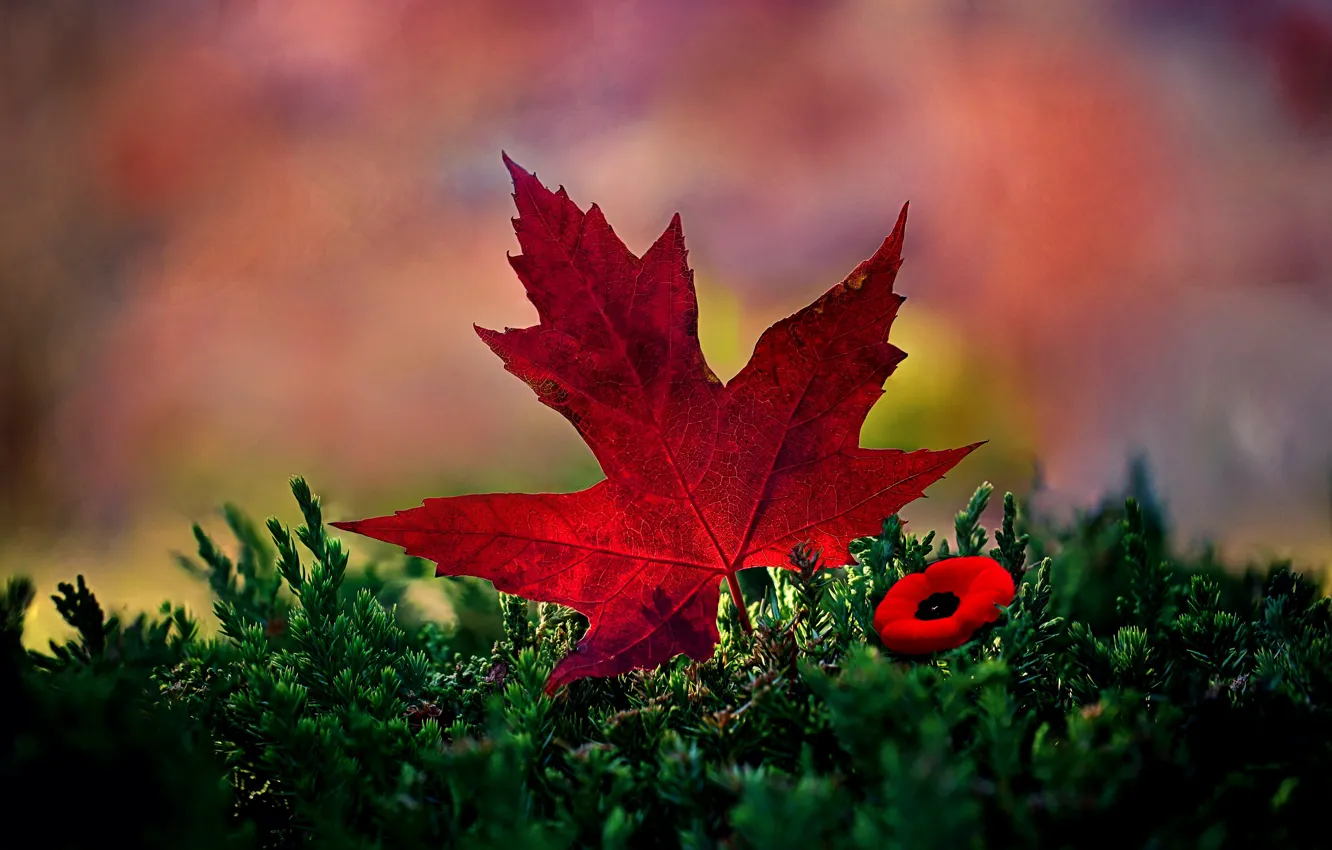 Photo wallpaper leaves, Mac, Canada, maple, Memorial Day