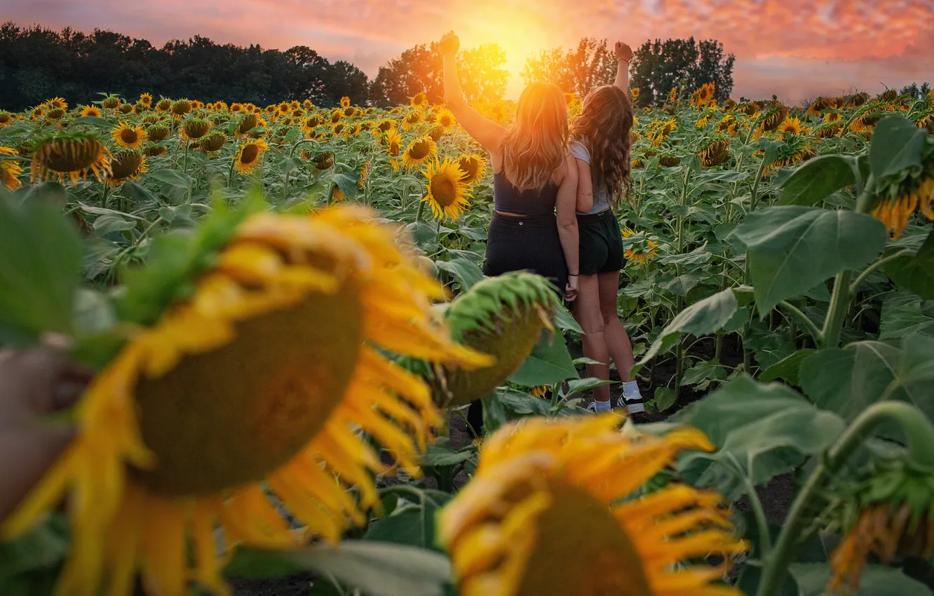 Photo wallpaper field, summer, leaves, the sun, clouds, rays, light, joy