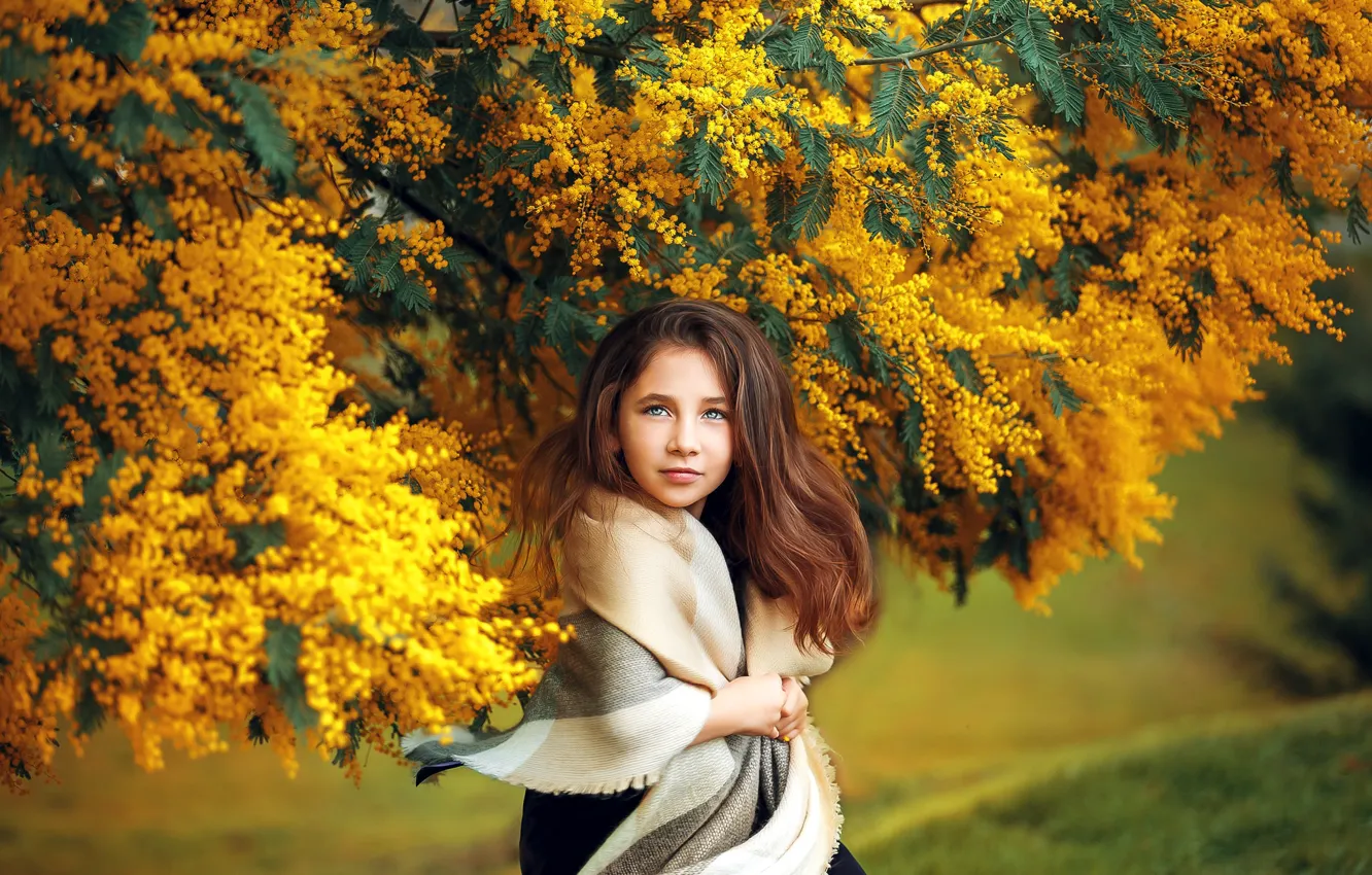 Photo wallpaper girl, branches, tree, girl, brown hair, acacia, Mimosa, teen