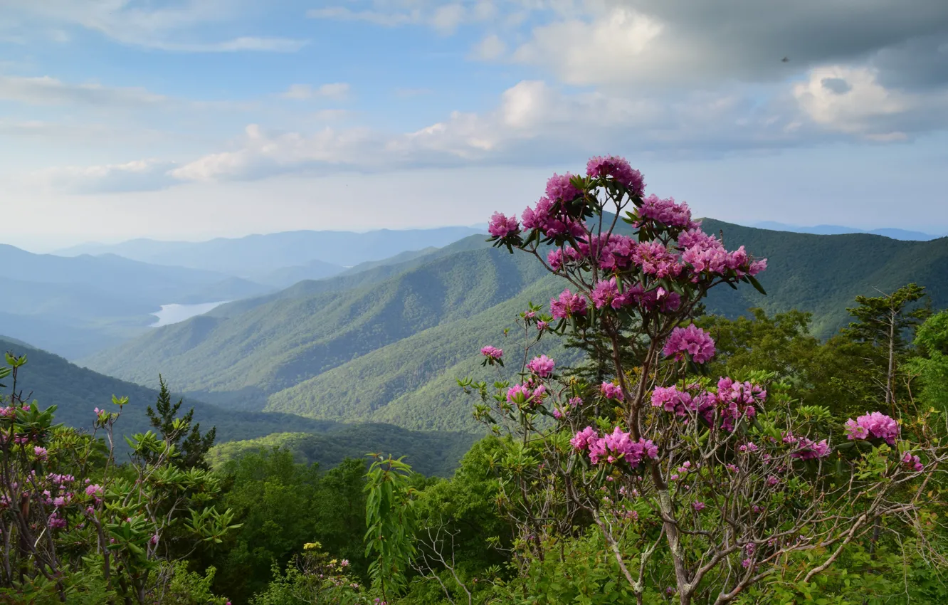 Photo wallpaper flowers, mountains, rhododendrons