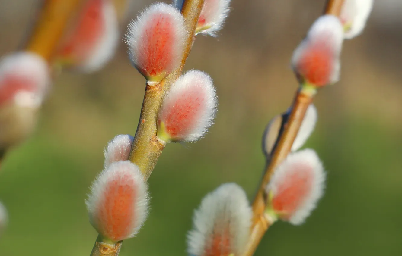 Photo wallpaper spring, twig, kitten base