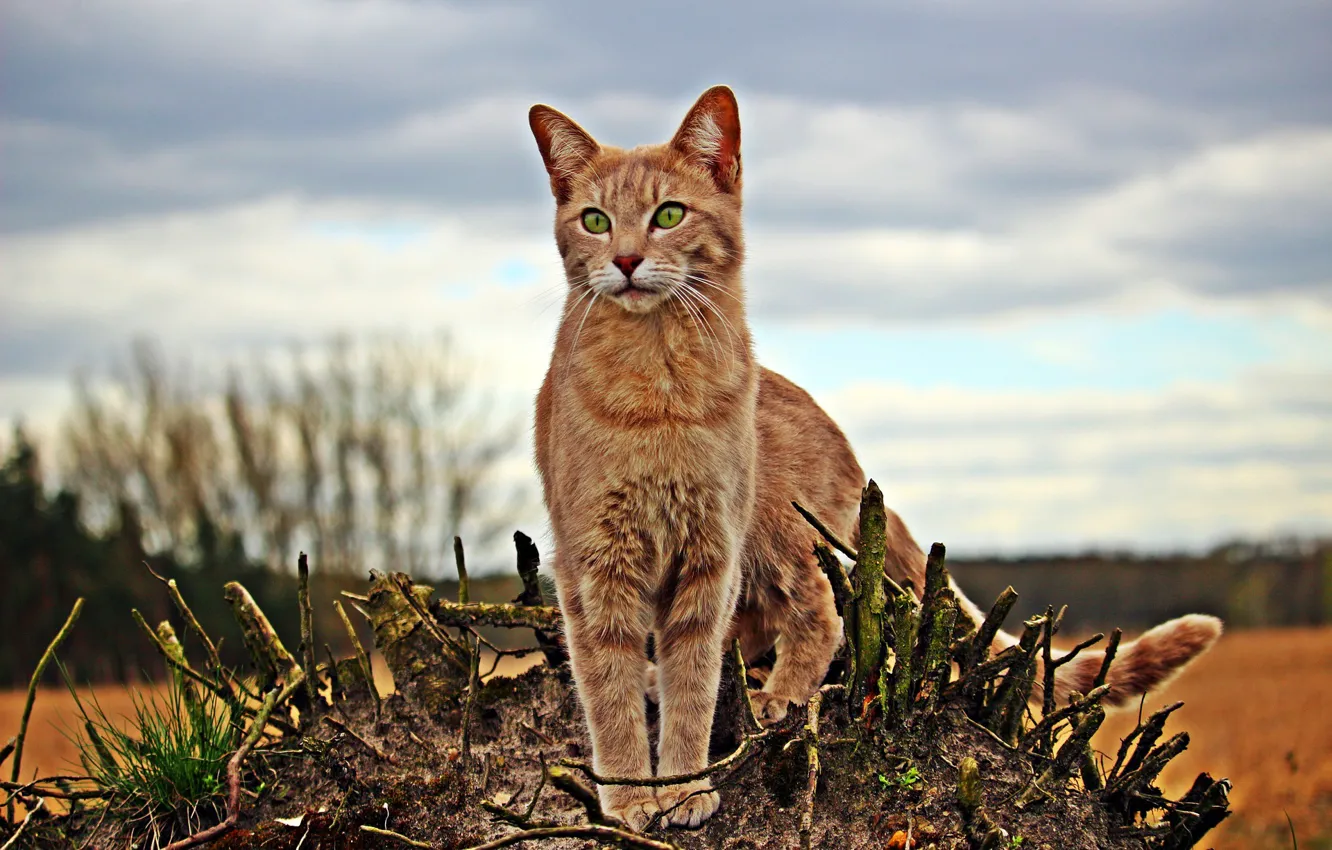 Photo wallpaper cat, nature, red