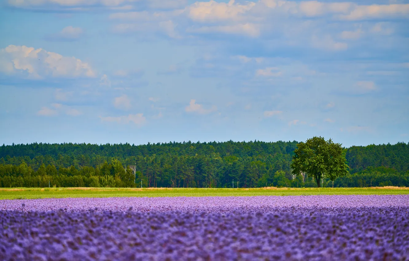 Photo wallpaper sky, landscape, three