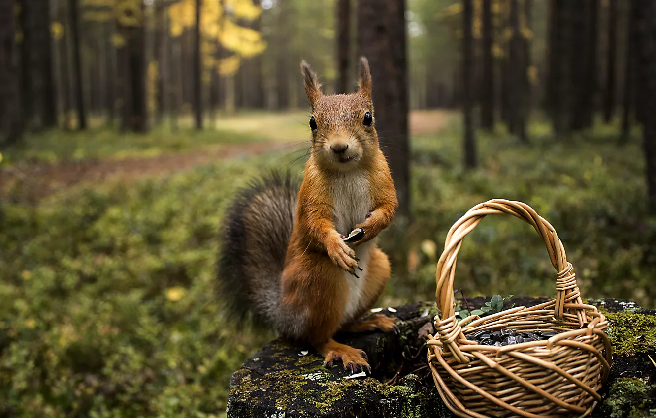 Photo wallpaper forest, nature, animal, basket, stump, protein, seeds, squirrel