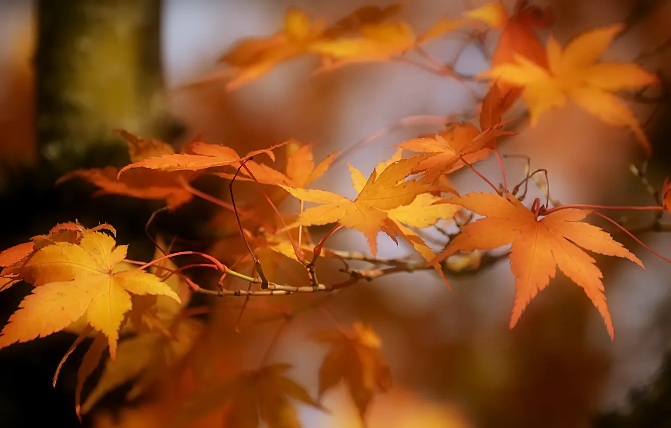 Photo wallpaper autumn, leaves, nature