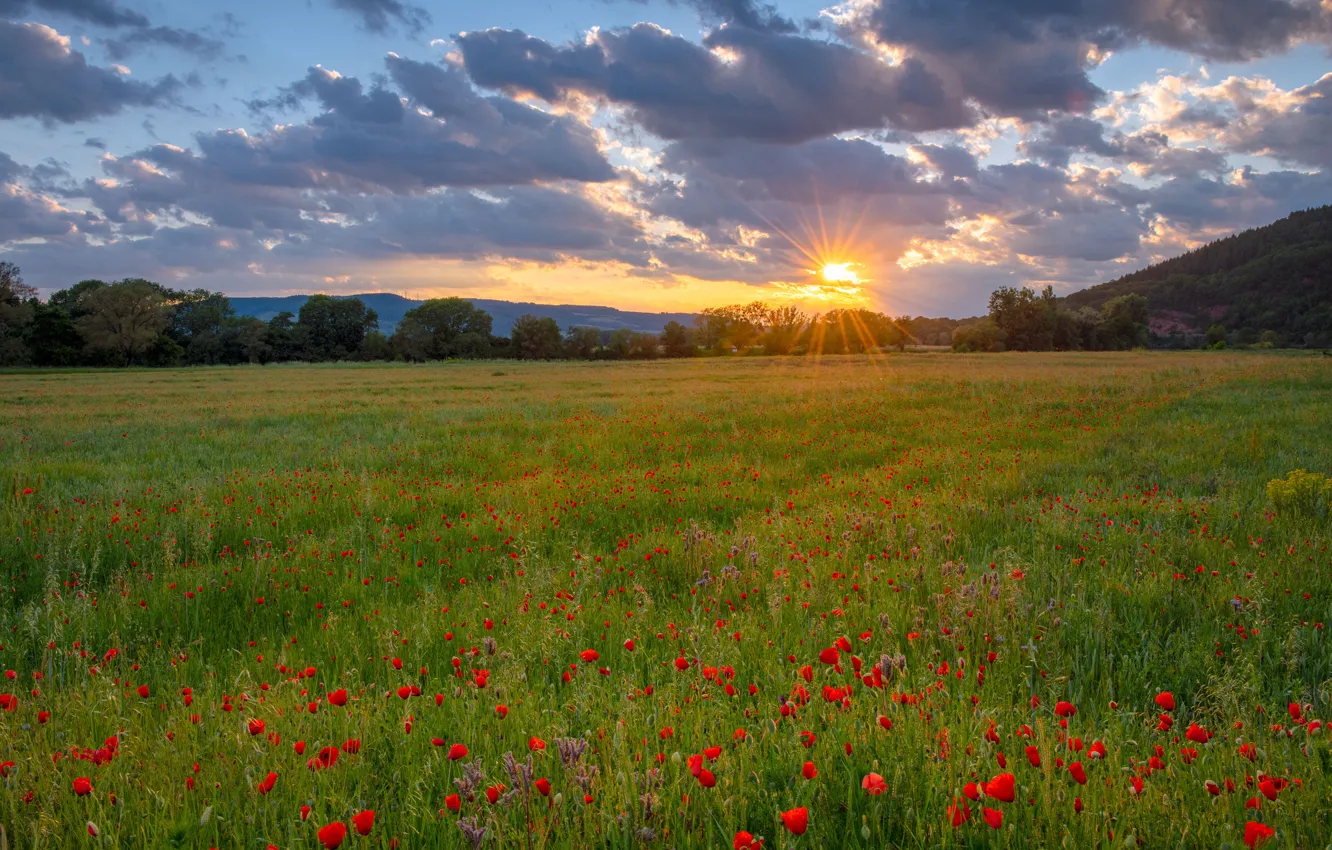 Photo wallpaper field, forest, summer, the sky, the sun, clouds, rays, trees