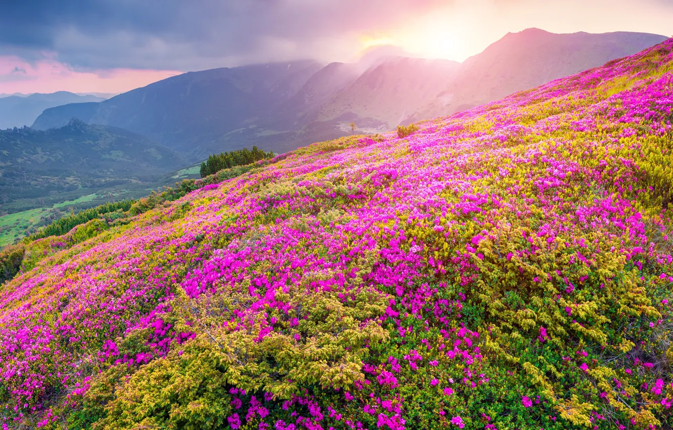 Photo wallpaper flower, mountain, landscapes, natura