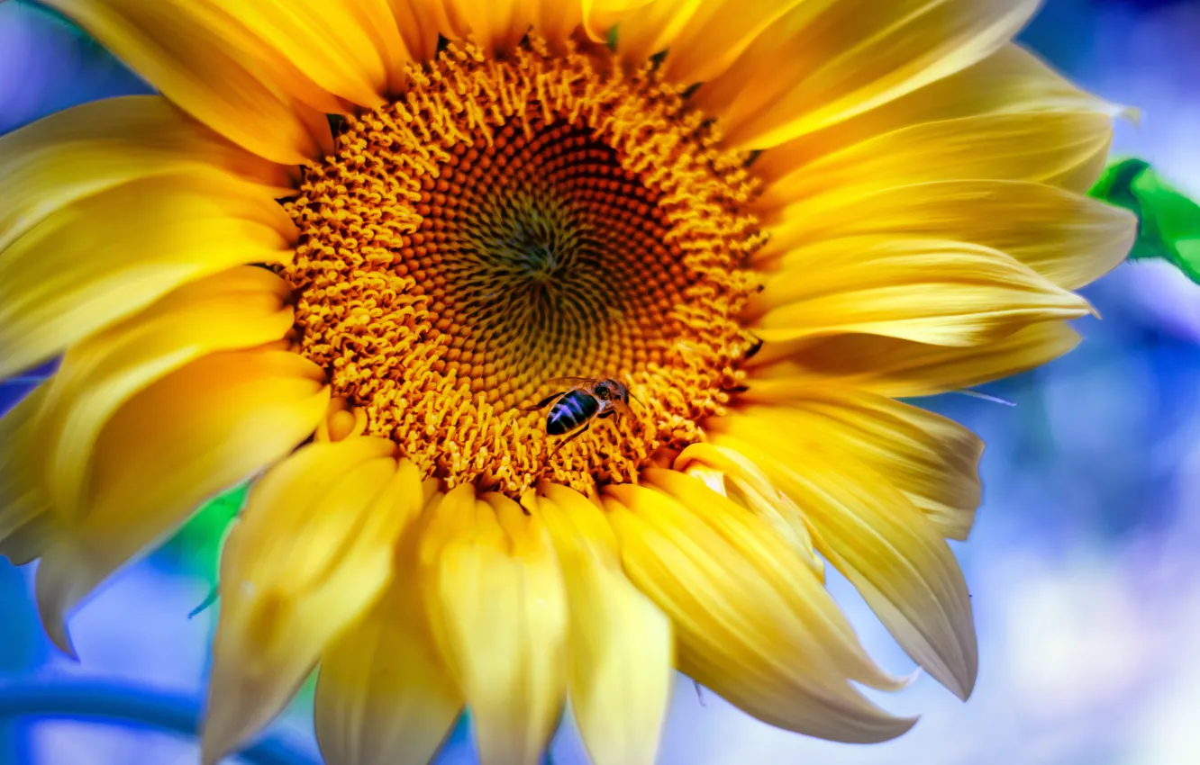 Photo wallpaper macro, bee, sunflower, petals