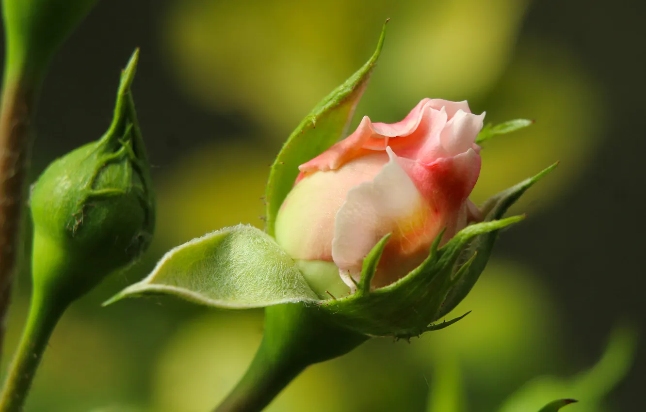 Photo wallpaper pink, garden, roses